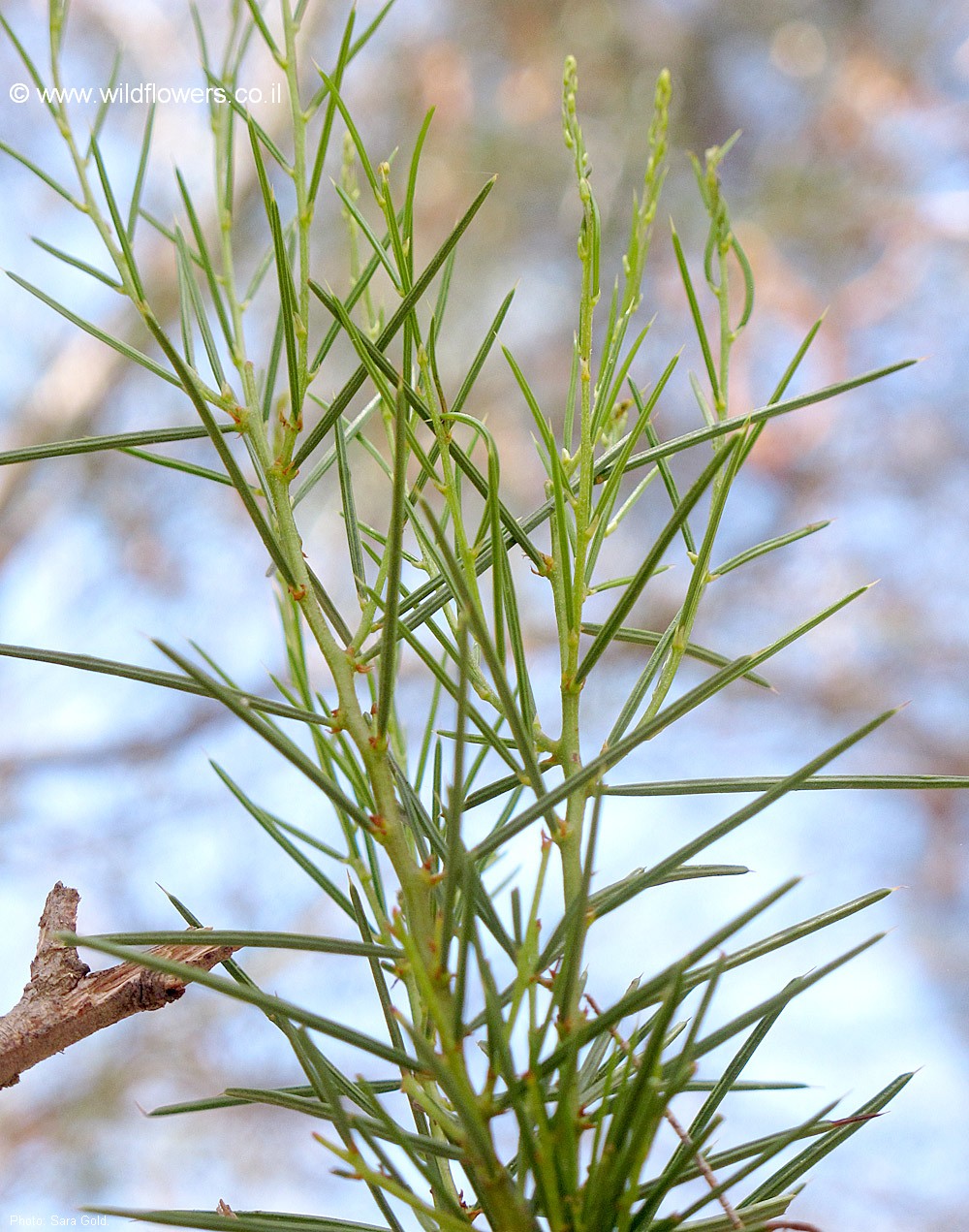 Acacia tetragonophylla